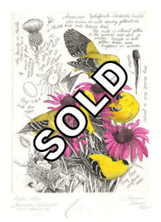 image from an etched plate of american goldfinches