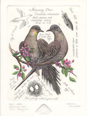 image of two mourning doves together with some narrative about the species