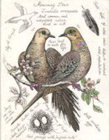 A field note study of the mourning dove.  The study contain sketchs and notations by the artist.