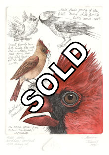 intaglio prints of field notes on the northern cardinal