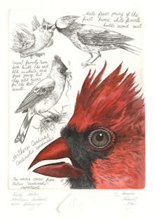 intaglio prints of field notes on the northern cardinal