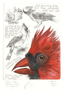 intaglio prints of field notes on the northern cardinal