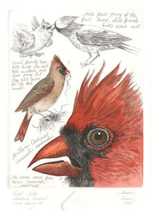intaglio prints of field notes on the northern cardinal