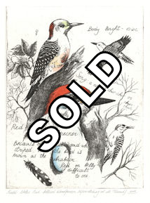 study of red-bellied woodpecker with some field notes narrative