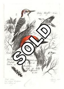 study of red-bellied woodpecker with some field notes narrative