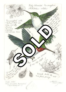 from marina's field note series -- observations about the ruby throated hummingbird