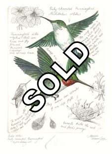 from marina's field note series -- observations about the ruby throated hummingbird