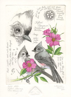 a field note study of the tufted titmouse together with notes by the artist