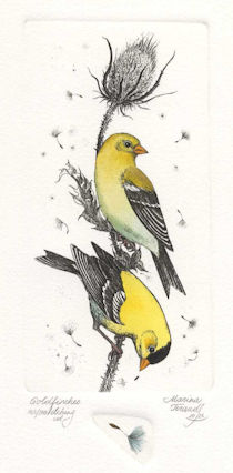 two goldfinches sitting on a seed pod stem