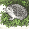 etching of a hedgehog