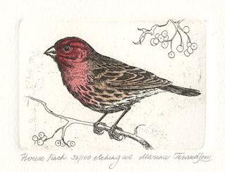 etching of a side profile of a house finch sitting on a twig
