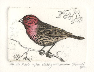 etching of a side profile of a house finch sitting on a twig