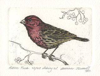 etching of a side profile of a house finch sitting on a twig