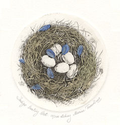 etching of indigo bunting nest