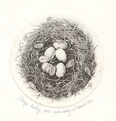 etching of indigo bunting nest