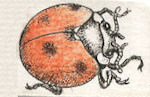 small etching of a ladybug