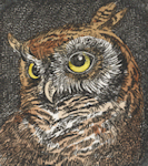 watercolored etching of an small owl
