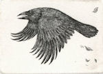 etching of a raven