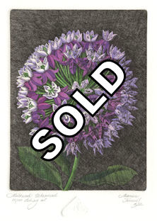 Original etching of an imaginary milkweed that is partially urbanized