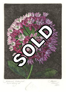 Original etching of an imaginary milkweed that is partially urbanized