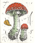 etching of a amanita muscaria mushroom