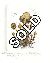 etching of the fungi, armillaria melllea