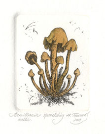etching of the fungi, armillaria melllea