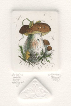 etching of a boletus mushroom