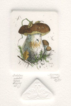 etching of a boletus mushroom