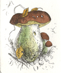 water colored etching of a boletur edulis mushroom