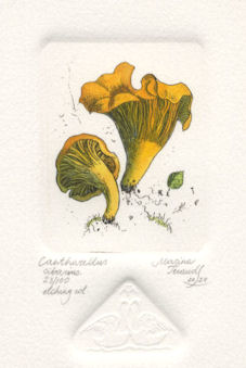 etching of a cantharellus mushroom