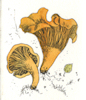 original etching of a cantharellis mushroom
