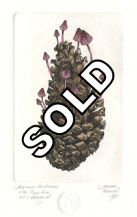 etching of a pinecone with mycena mushrooms rooted in