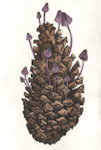 etching of mycena purpureofusca mushrooms growing on a pine cone