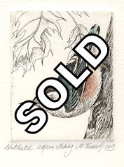 original etchings of a nuthatch