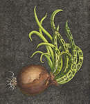 etching of an onion that have become urbanized