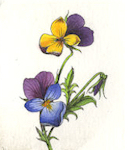 image of a pansy flower