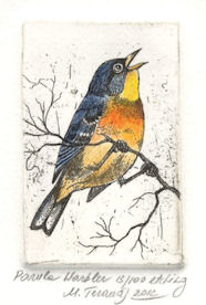 orginal etchings of a parula warbler