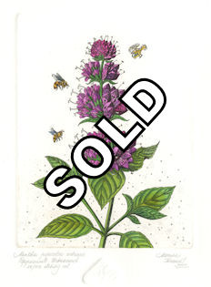 Fine art etching of a blooming peppermint plant that has become urbanized