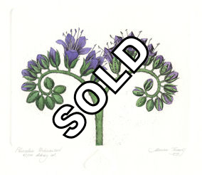 a straight on view of a phacelia plant that is partially urbanized