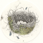 etching of a phoebe nest
