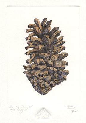 A pine cone that has become urbanized