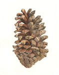 a pine cone that has become urbanized