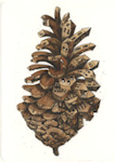 etching of an urbanized pine cone