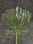 Image of a Queen Anne's Lace that is 1/2 urbanized