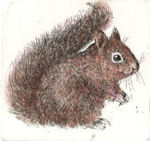 etching of a squirrel