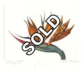 etching of an urbanized strelitzia (bird of paradise)