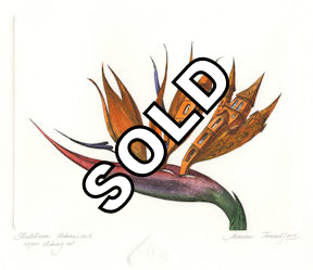 etching of an urbanized strelitzia (bird of paradise)