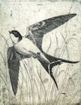 image of a swallow in flight