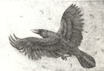 thumbnail for the ravens and other corvids directory